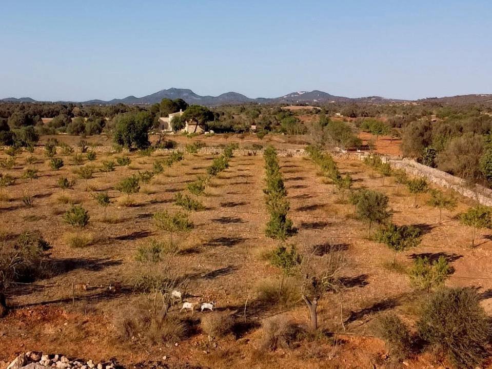 Farm stay Blue Door Mallorca