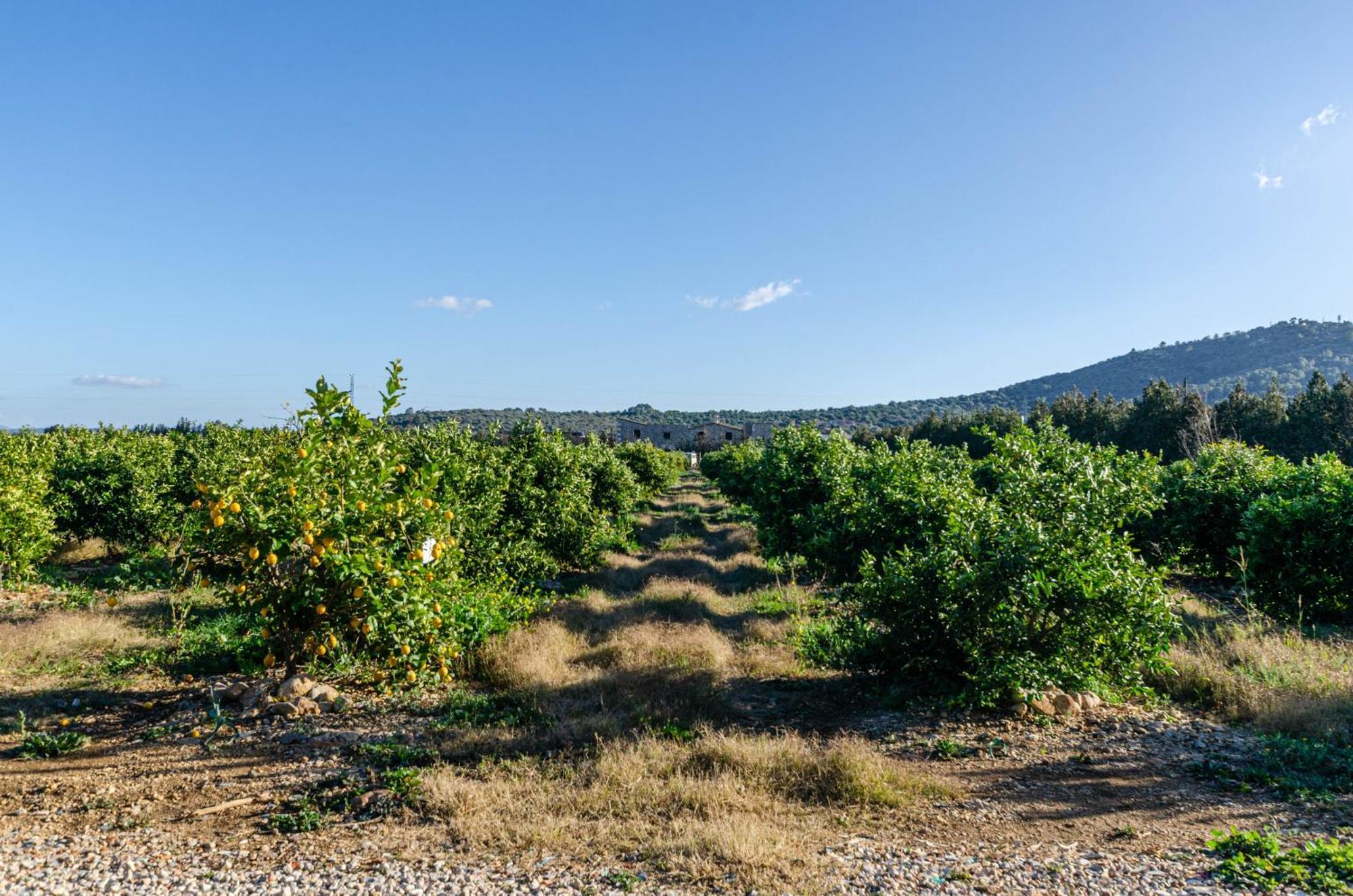 Apartamento El Limonar De Mallorca - *