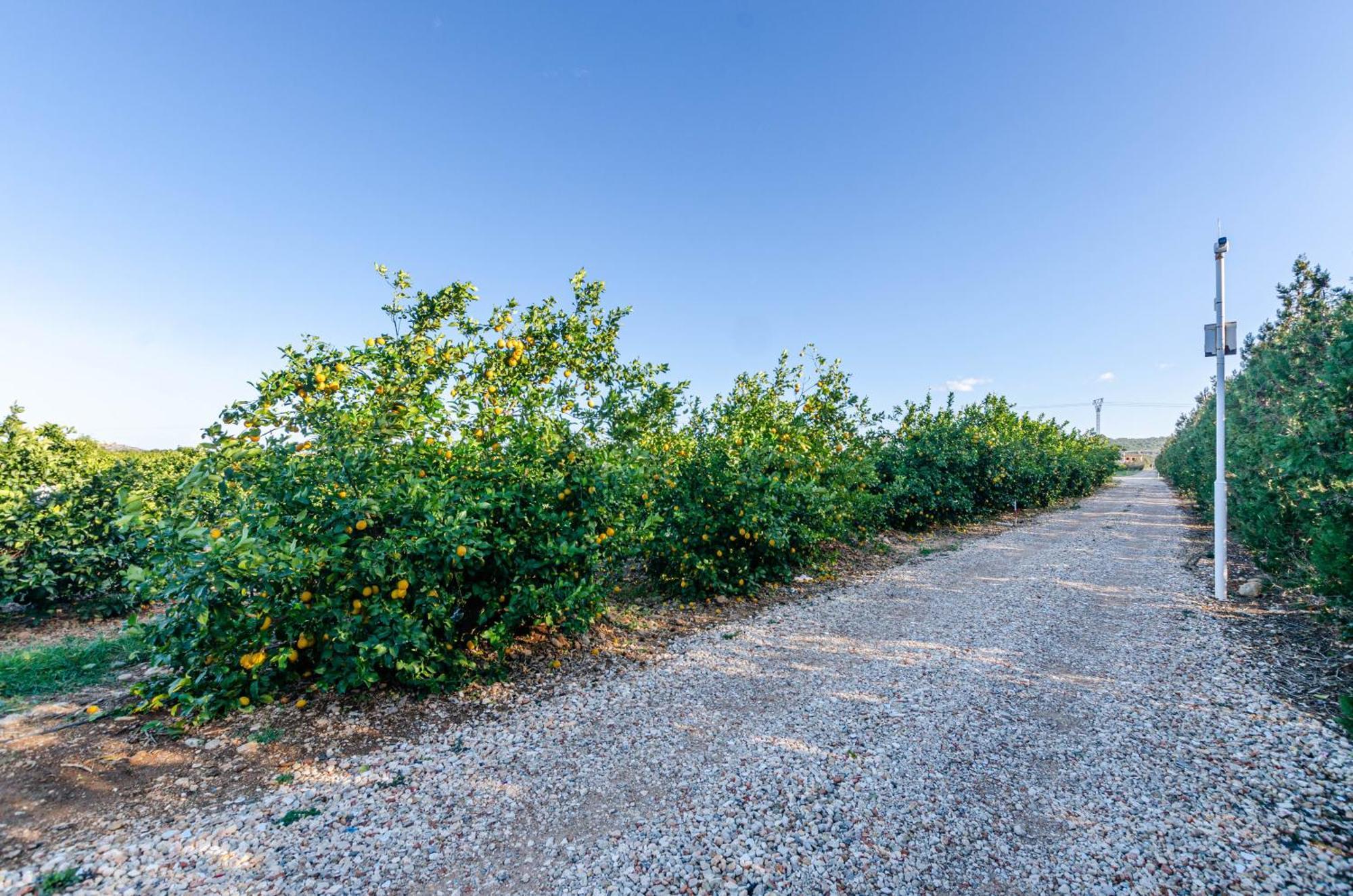 Apartamento El Limonar De Mallorca -
