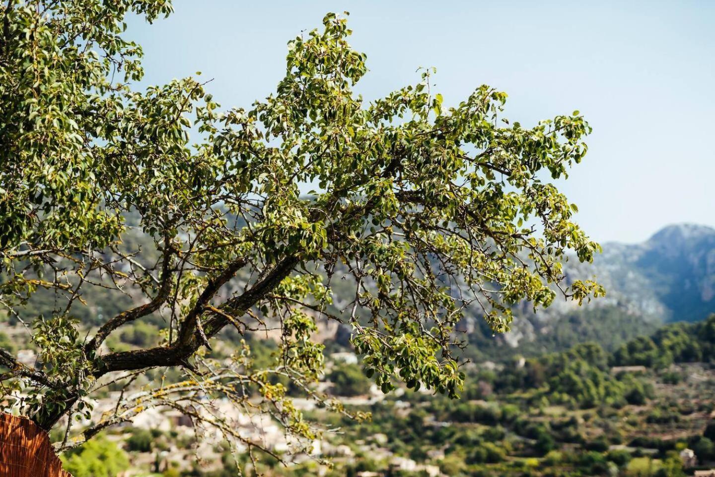 Villa Es Bosc Des Frares *