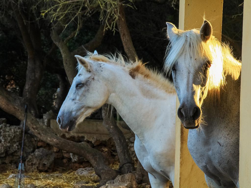 Rural Predio Son Serra Country house Can Picafort (Mallorca)