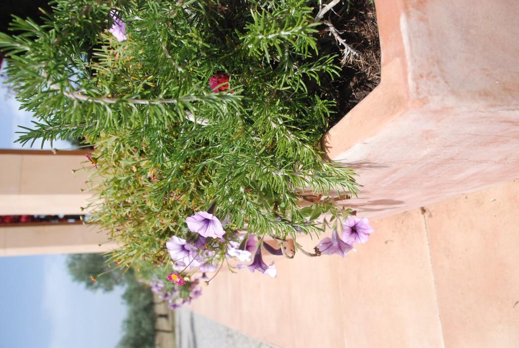 Mater Ses Oliveres