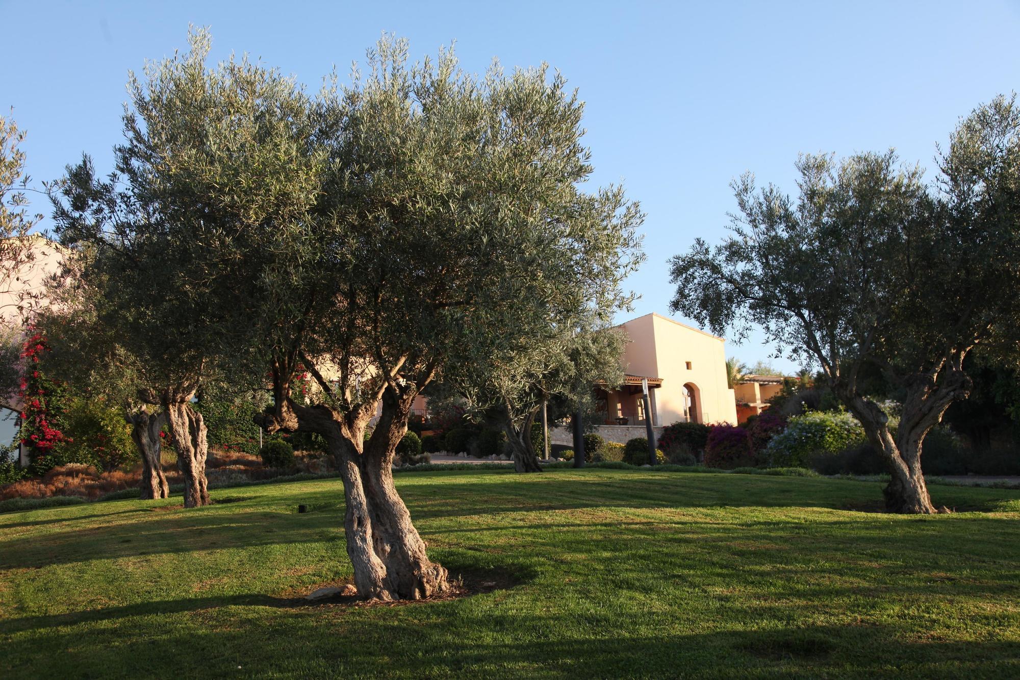 Pula Golf Son Servera (Mallorca)