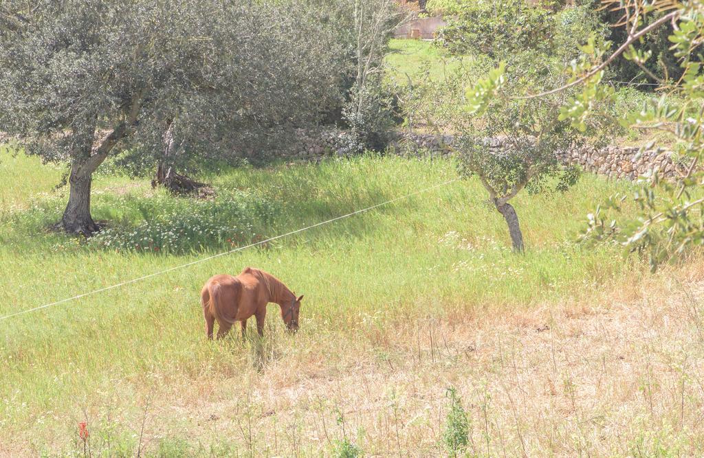 Batlet S'Horta