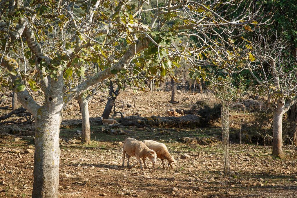 S'arbocar Sant Llorenc Des Cardassar