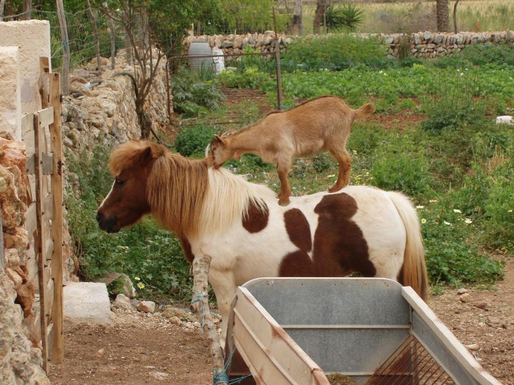Agroturismo Finca Son Sala Campos (Mallorca)