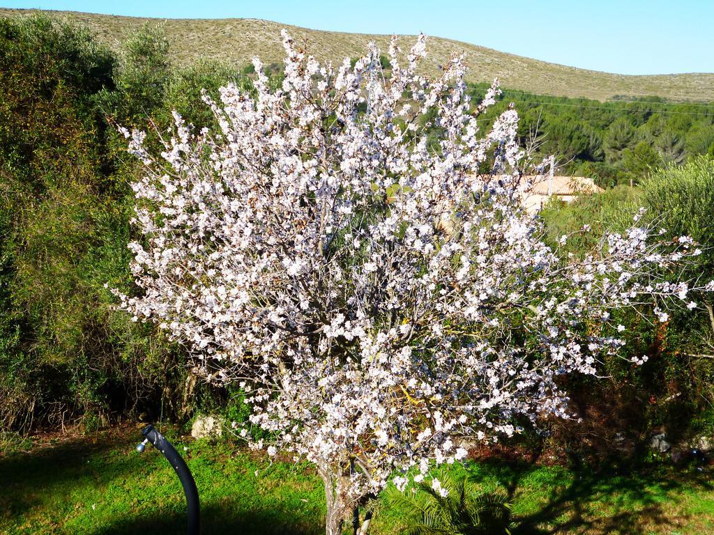Apartment Almendra *