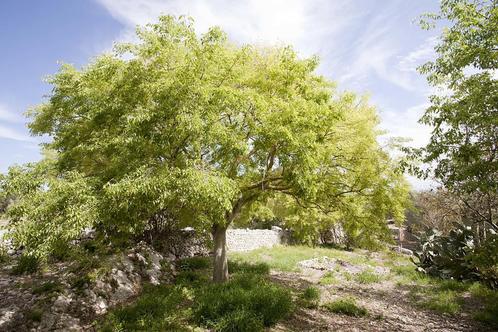 Holiday home Finca Son Coll *