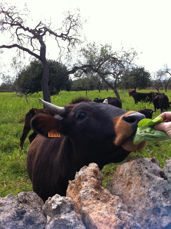 Agroturismo Sa Bassa Crua Sa Torre