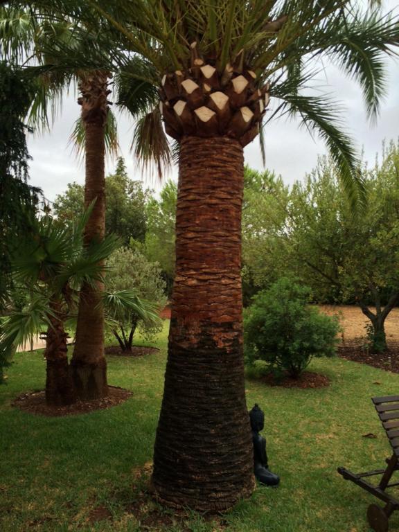 Jardi De Papallones