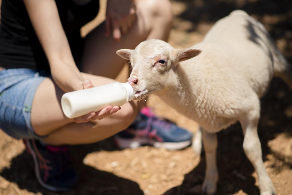 Farm stay Sa Marina Alqueria Blanca