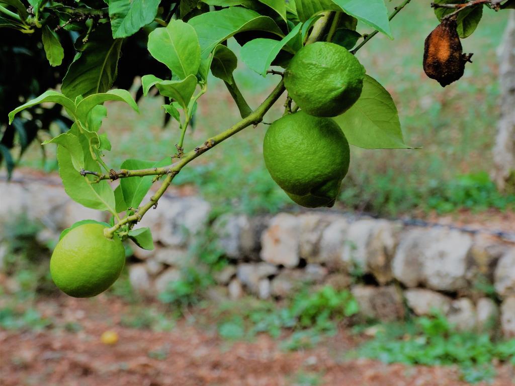 Guest house Agroturismo Balitx D'avall