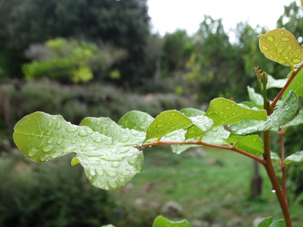 Agroturismo Balitx D'avall Guest house