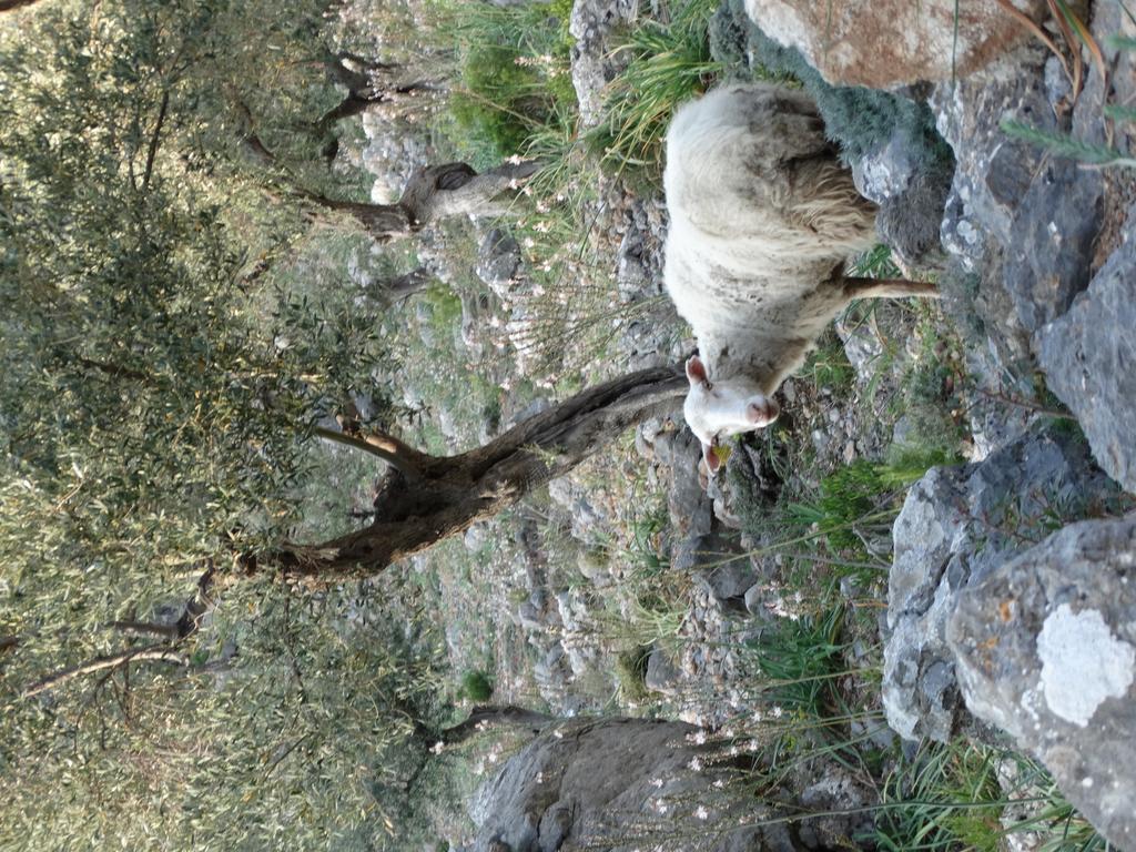 Agroturismo Balitx D'avall