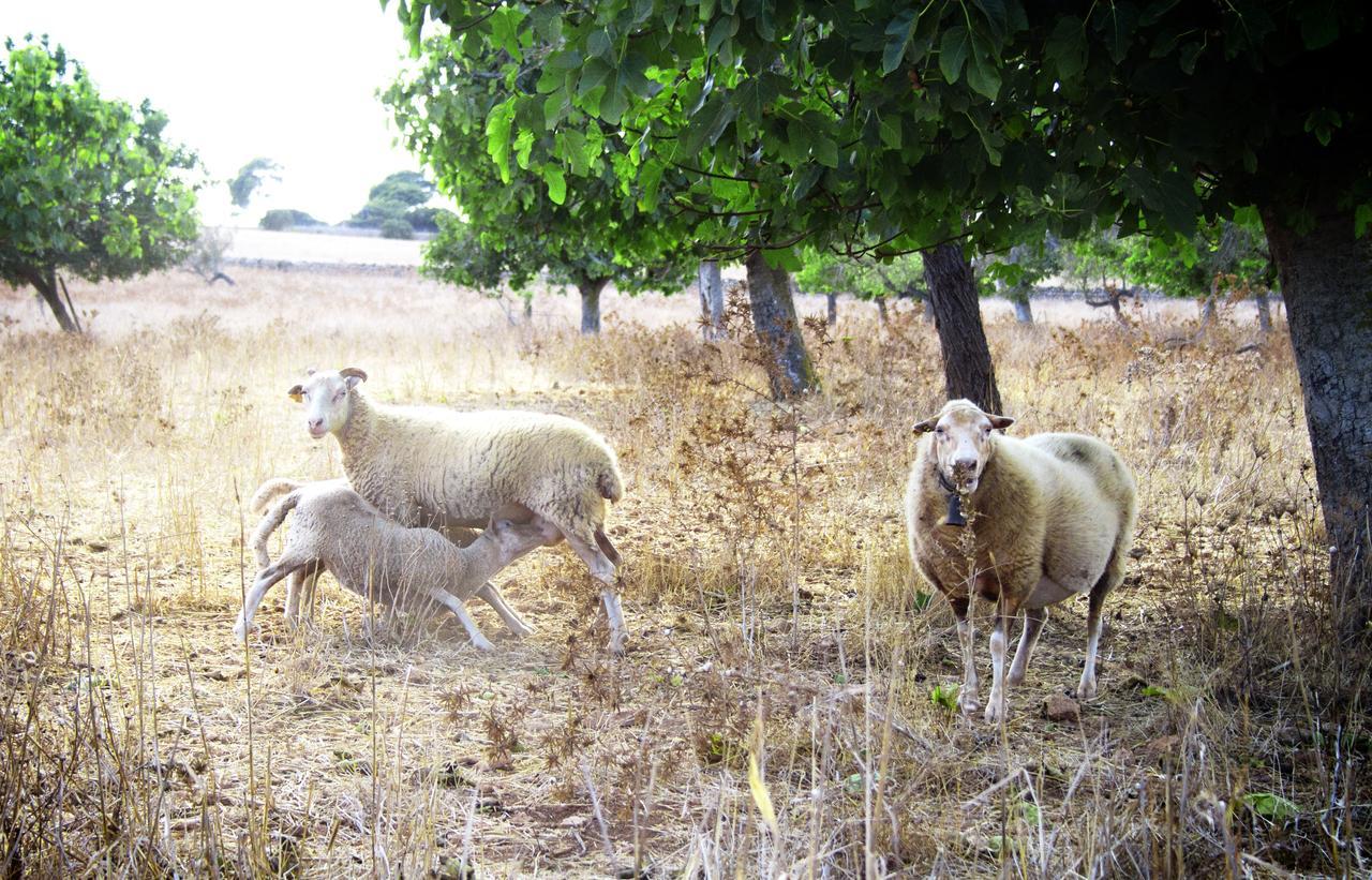 Apartamento Pere Rei Son Serra de Marina