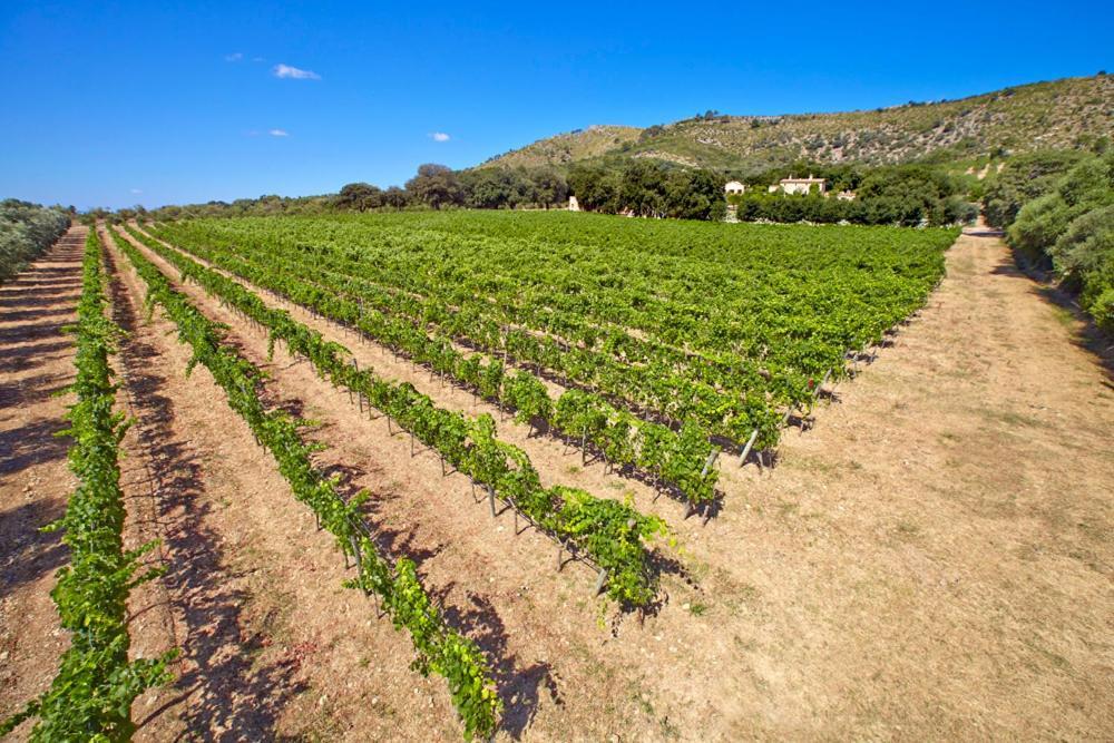 Son Simó Vell Agroturismo