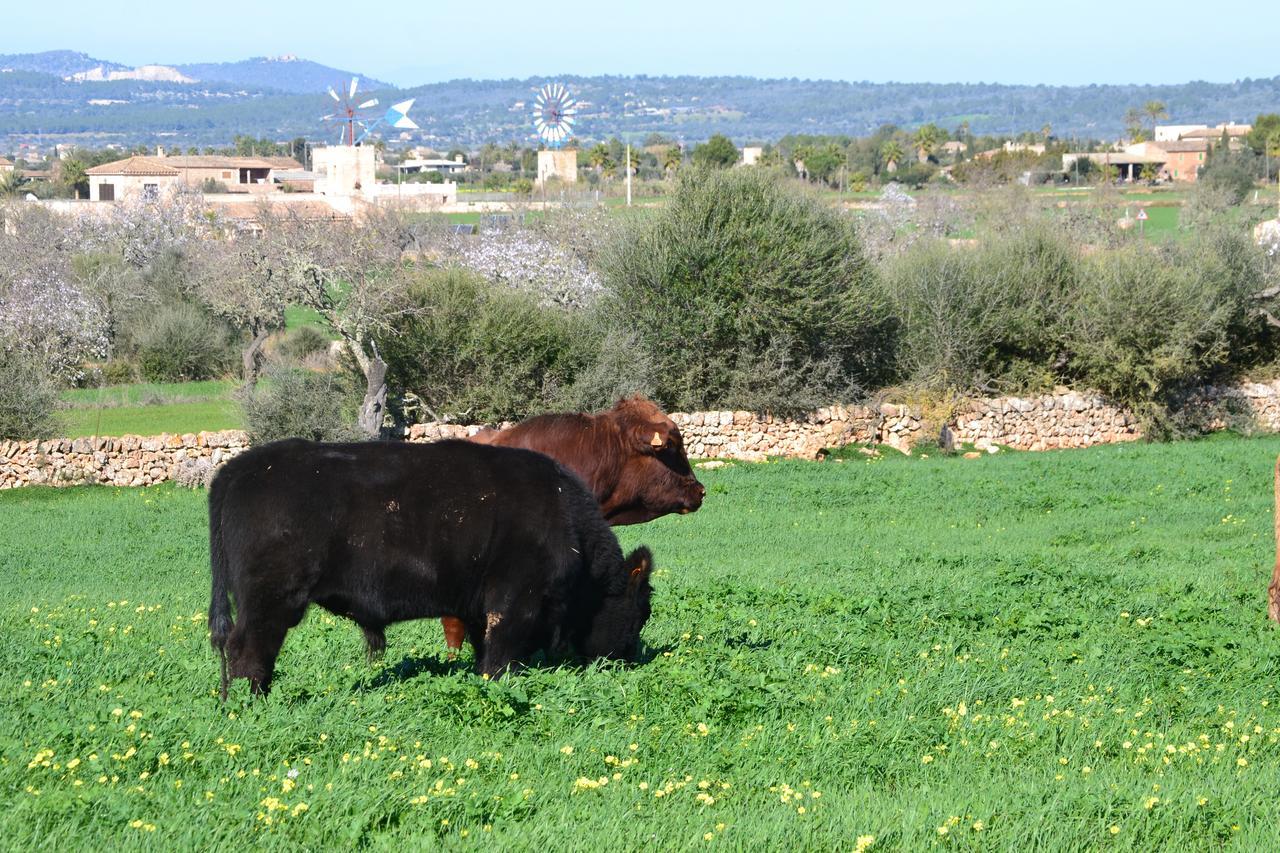 Es Gallicant * Campos (Mallorca)
