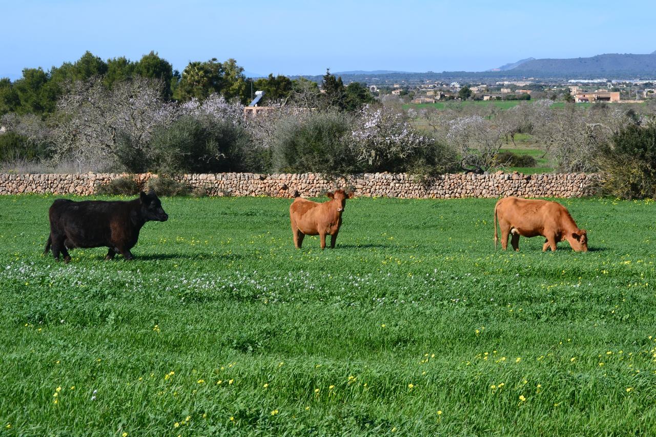 Es Gallicant * Campos (Mallorca)