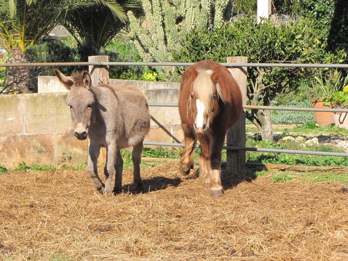 Sant Blai Campos (Mallorca)