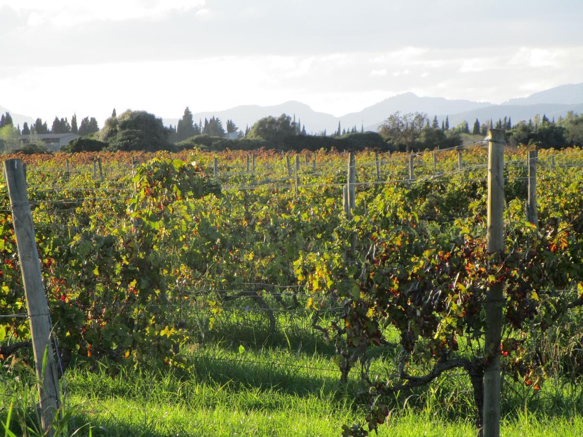 Finca Consinet