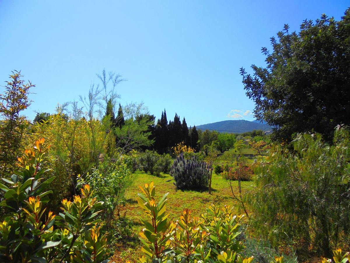 Apartamento Vista Selva (Mallorca)