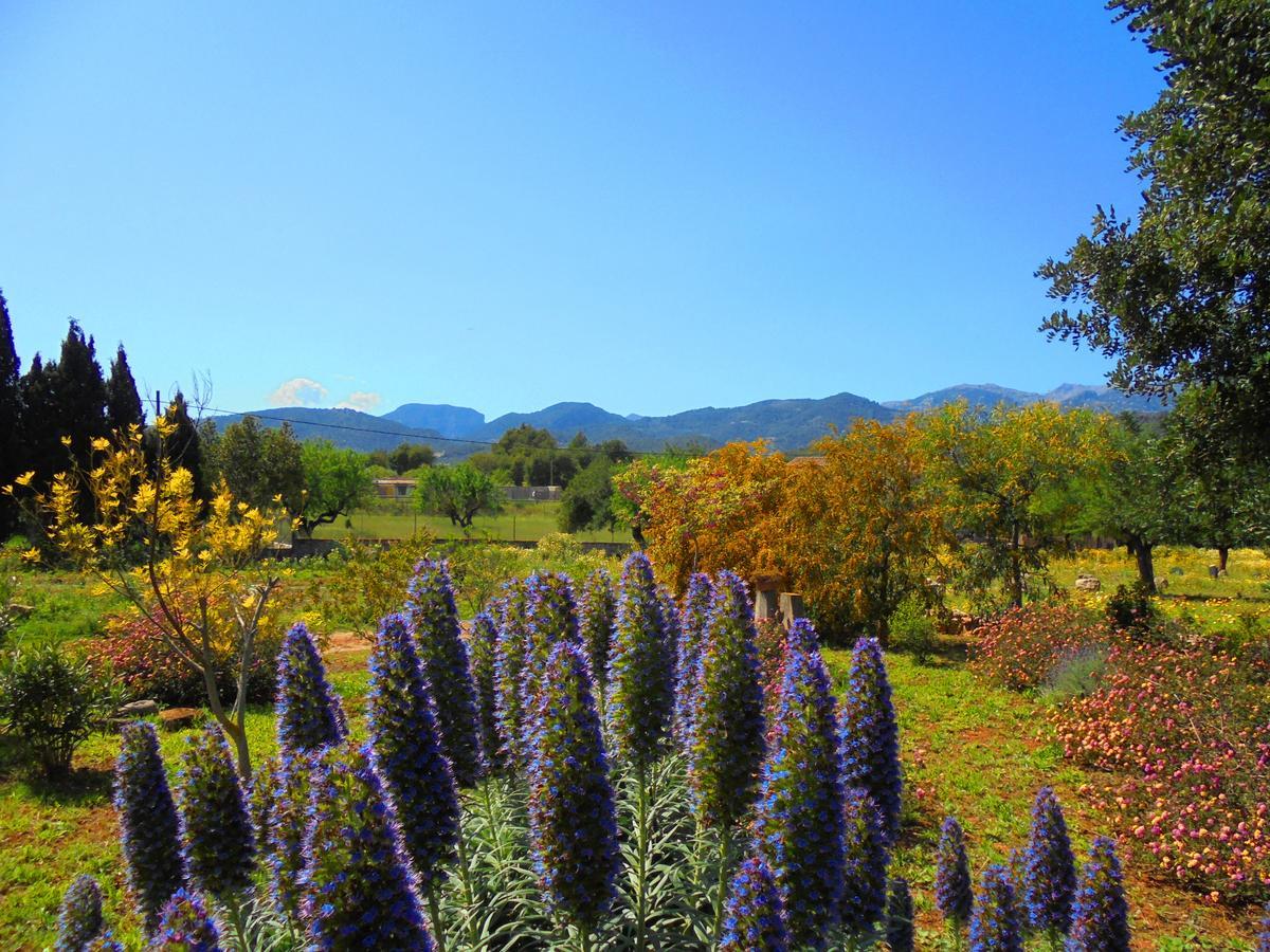 Apartamento Vista * Selva (Mallorca)