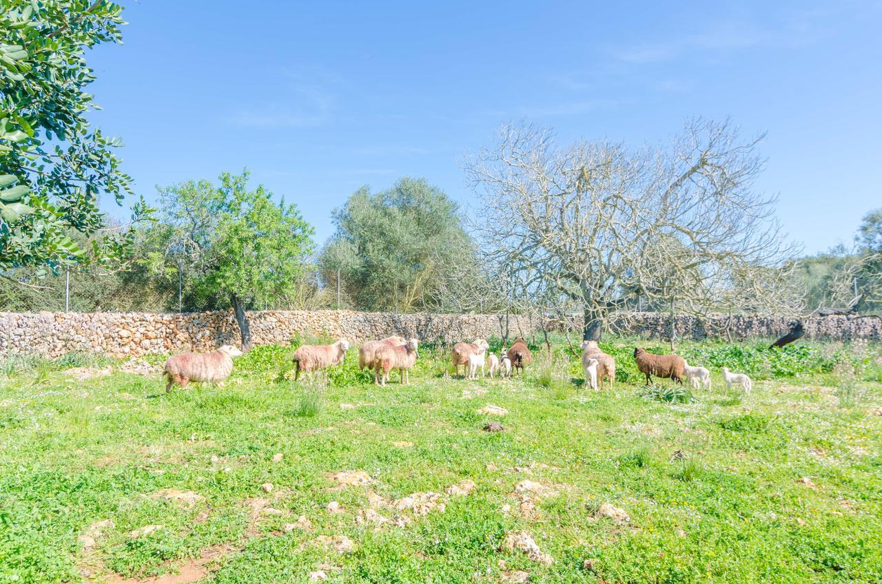 Villa Potdir Ariany