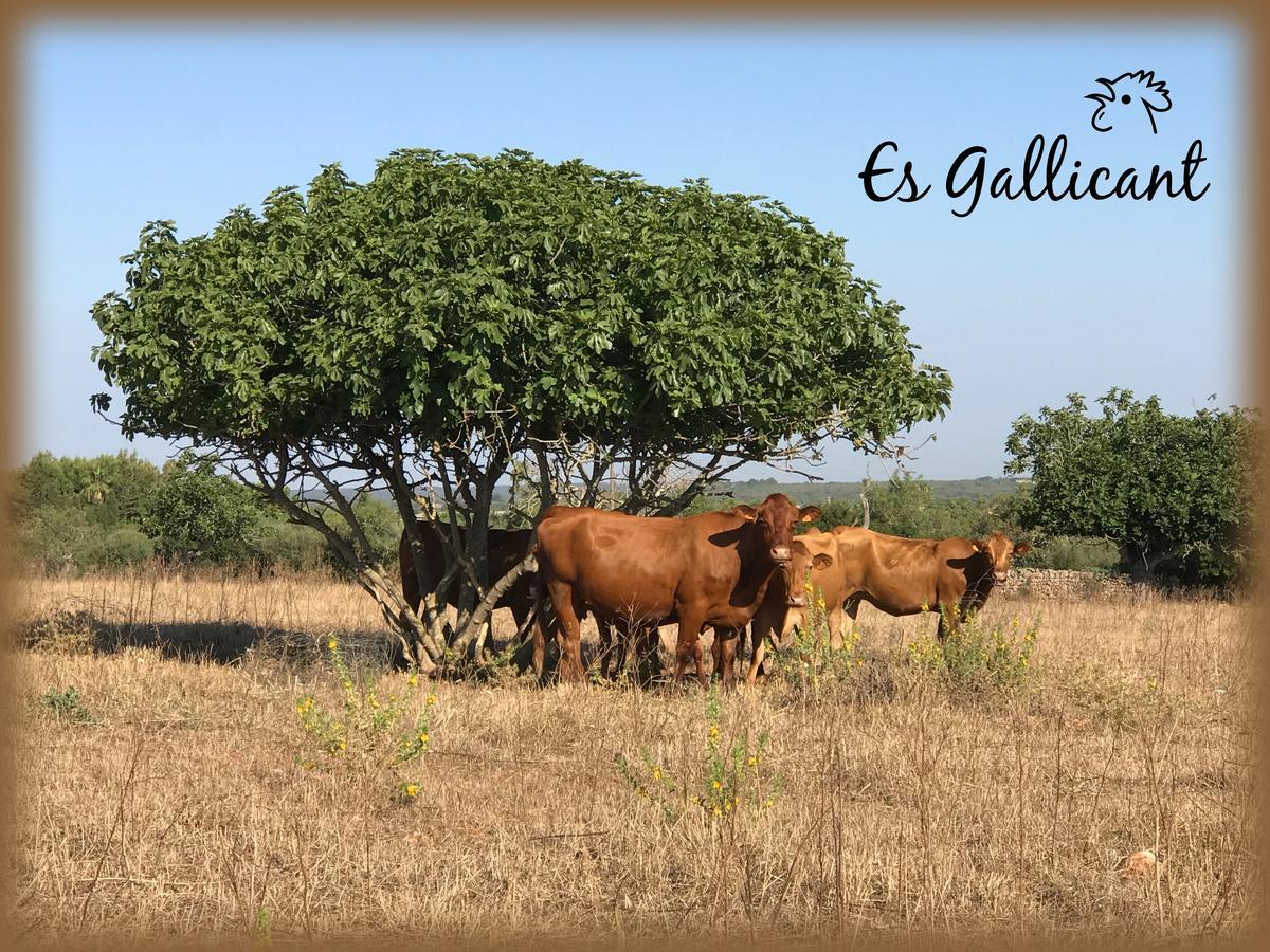 Agroturismo Es Gallicant Campos (Mallorca)