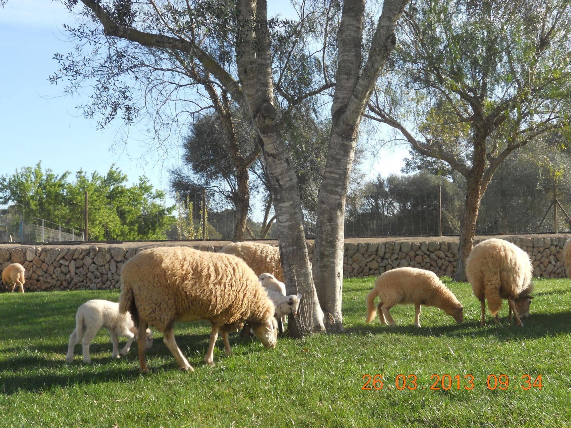 Vacacional En Mallorca Cas Contador Casa rural Algaida (Mallorca)