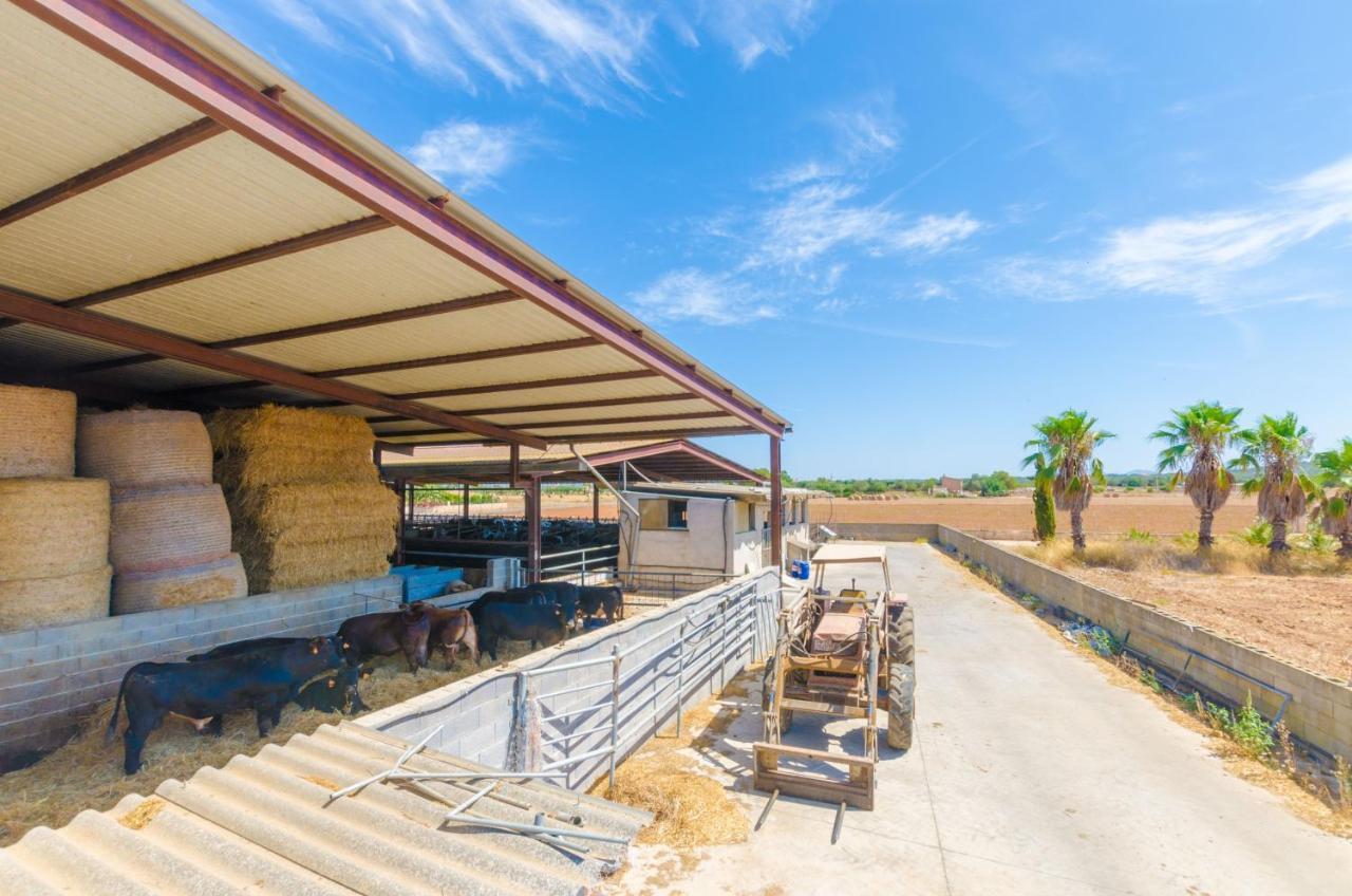 Sa Caseta De Ses Vaques.son Covas Campos (Mallorca)
