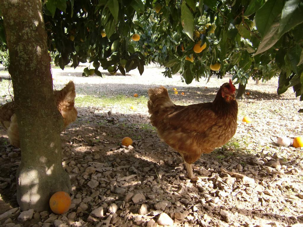 Country house Perola - Only Adults