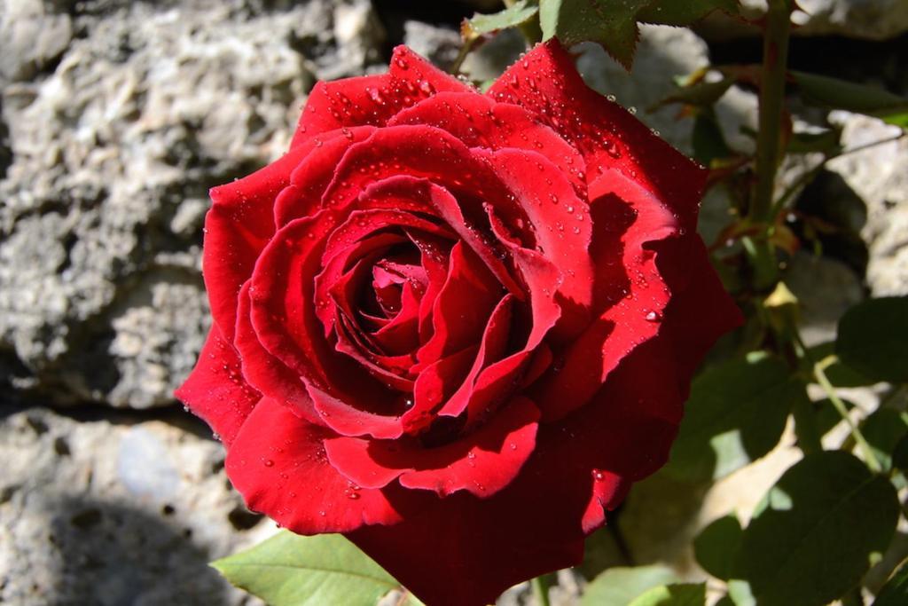 S'hort De Cas Misser Boutique (adults Only) Casa rural *