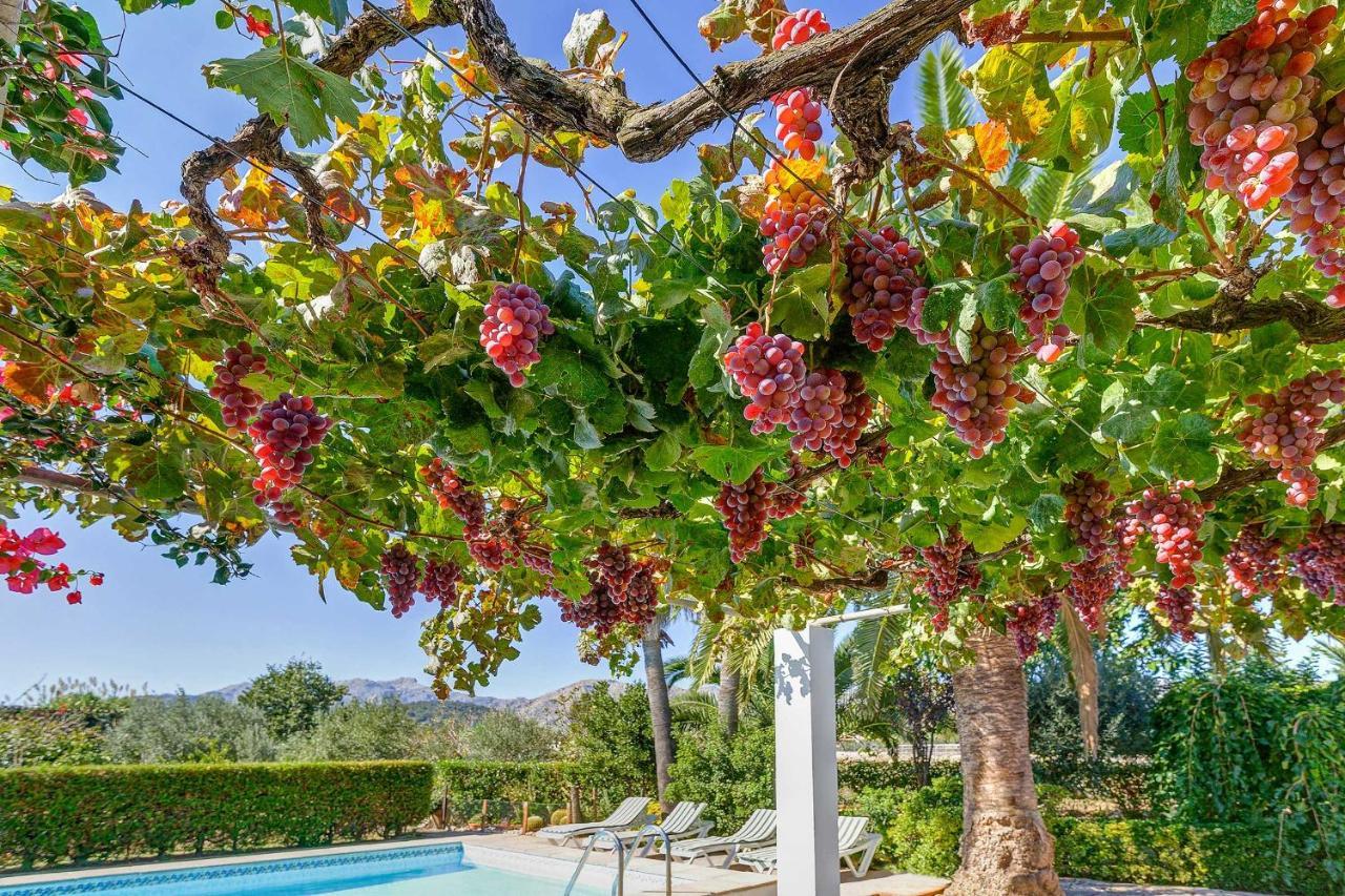 Villa Casa La Palmera Pollensa