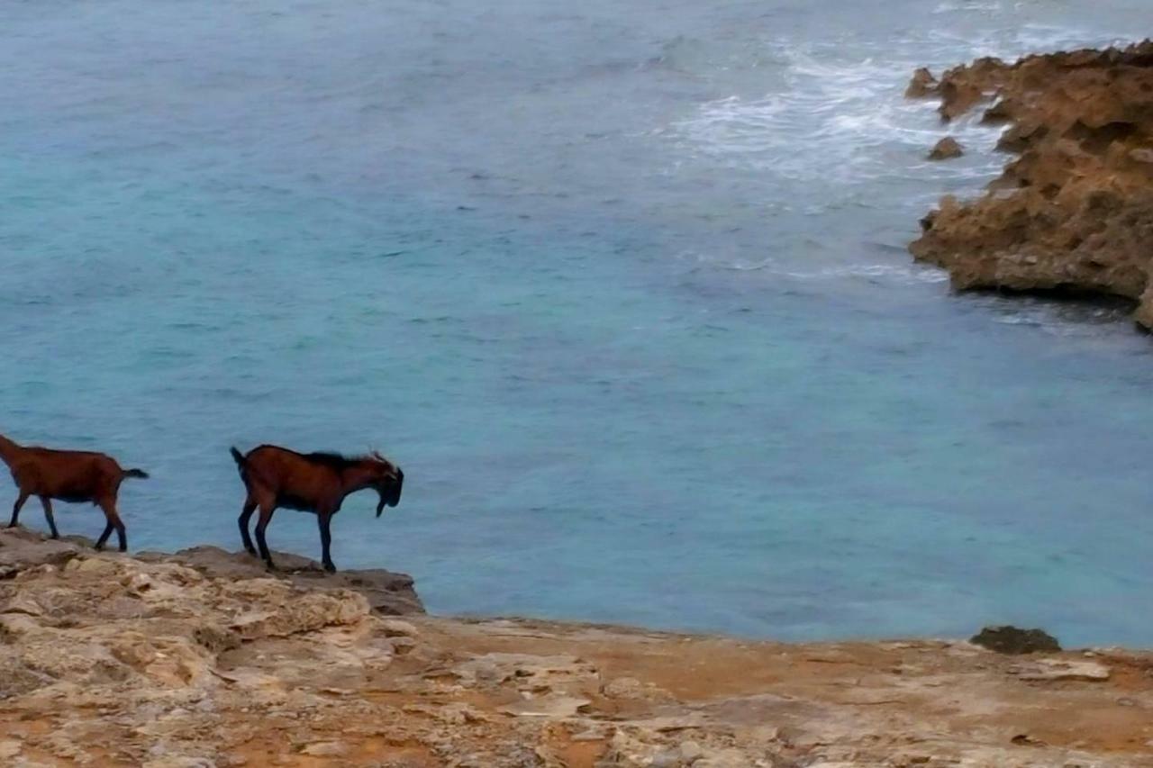 Es Fasser * Alcúdia