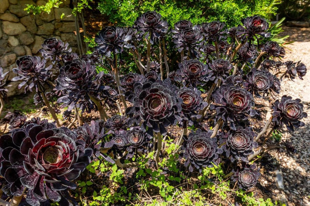 Finca Ses Figueres Villa