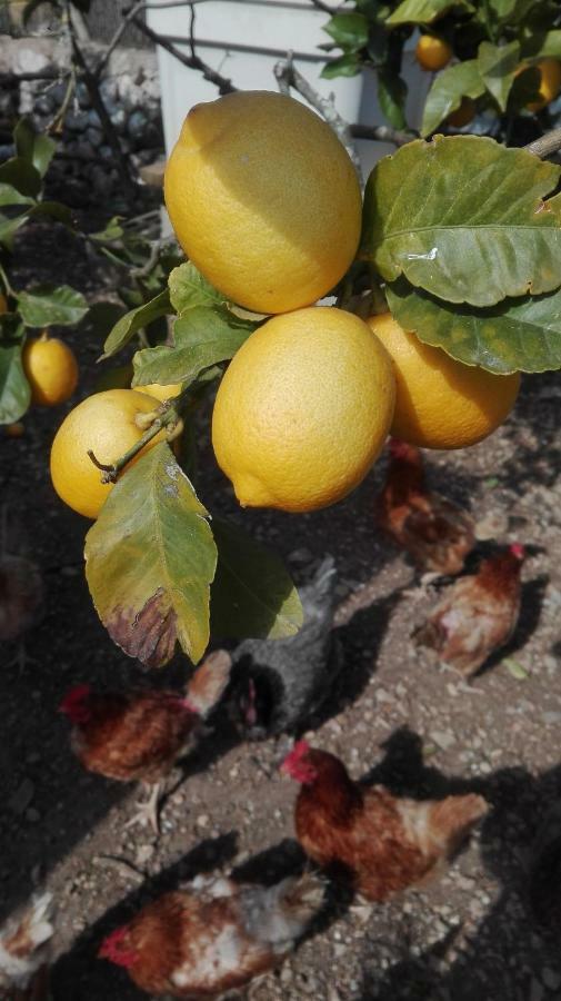 Sa Granja * Artà
