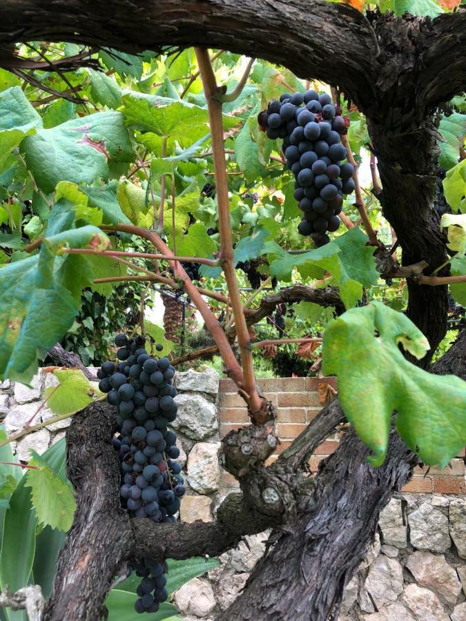 Guillo * Pollensa