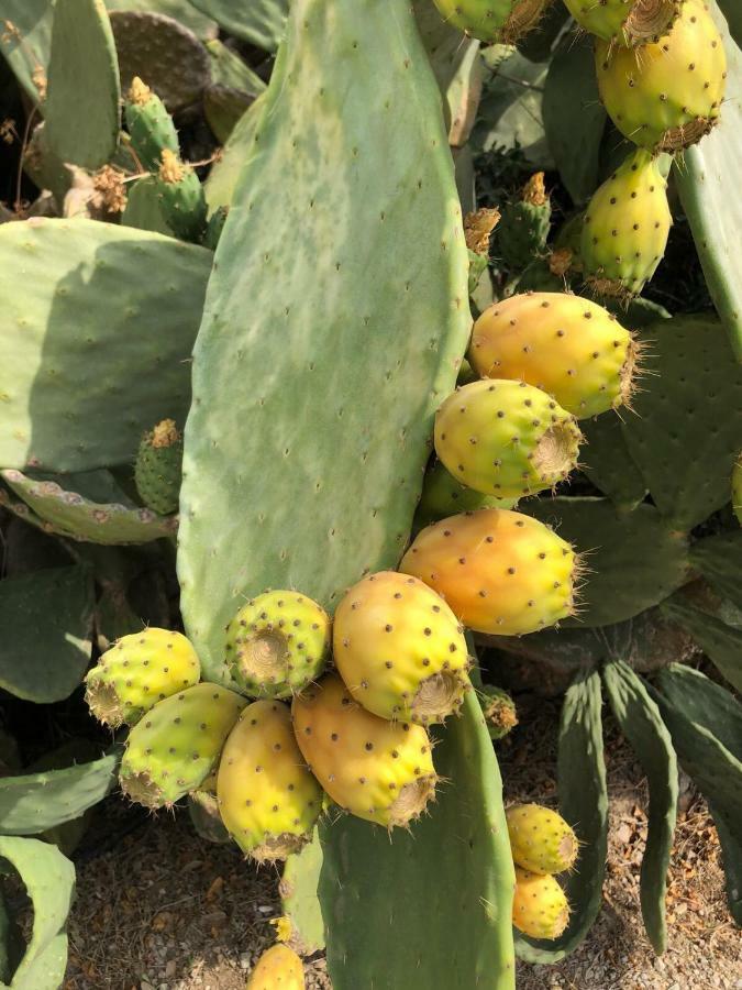 Guillo * Pollensa