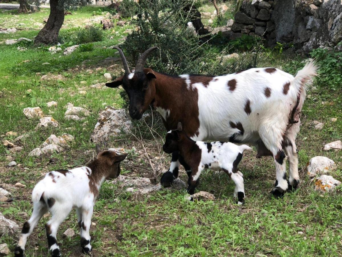 Guillo Agroturismo Pollensa