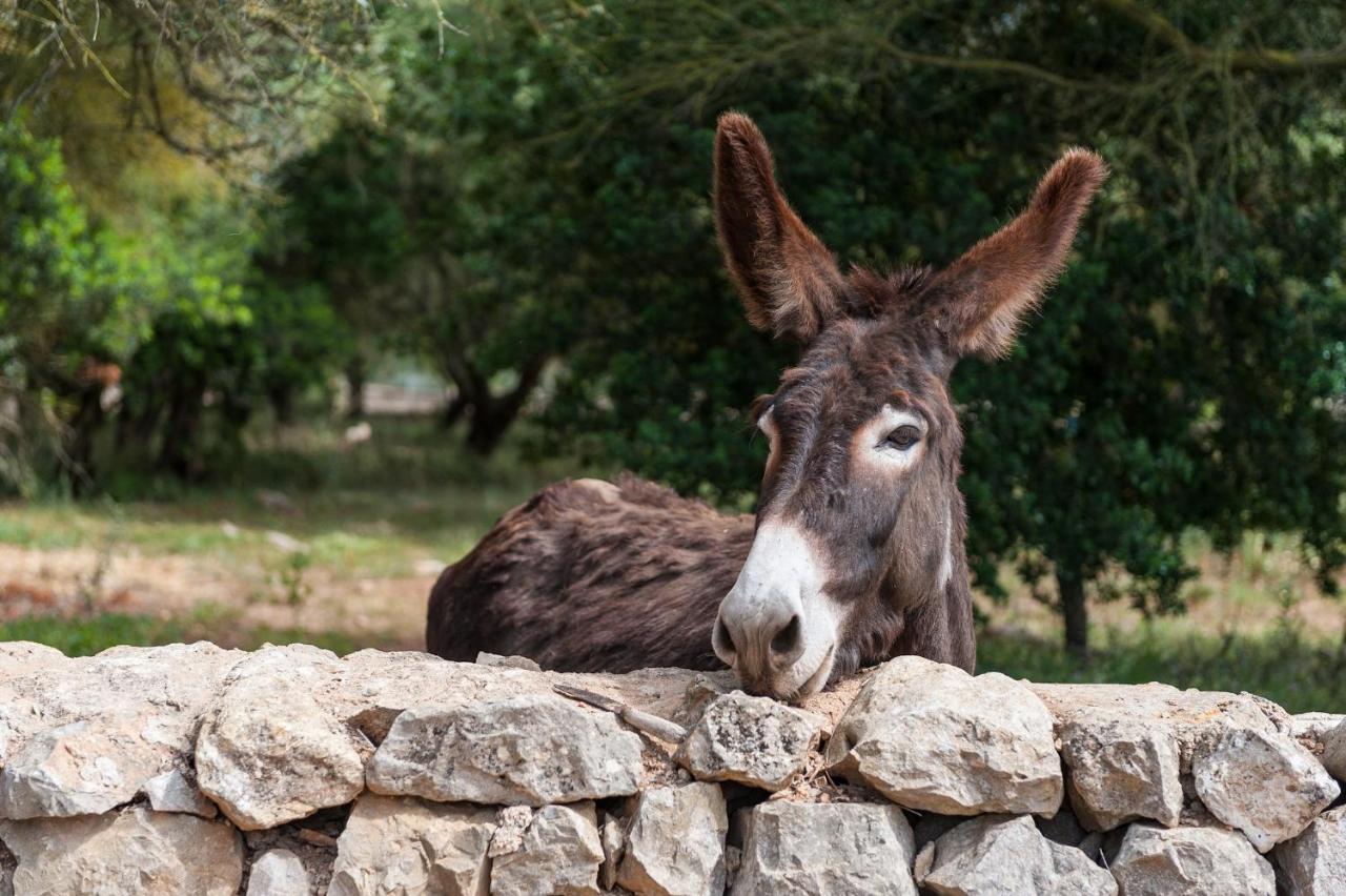 Finca Son Bosquer * Petra (Mallorca)