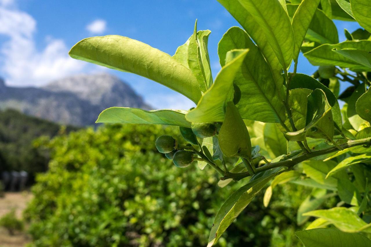 La Plana * Pollensa