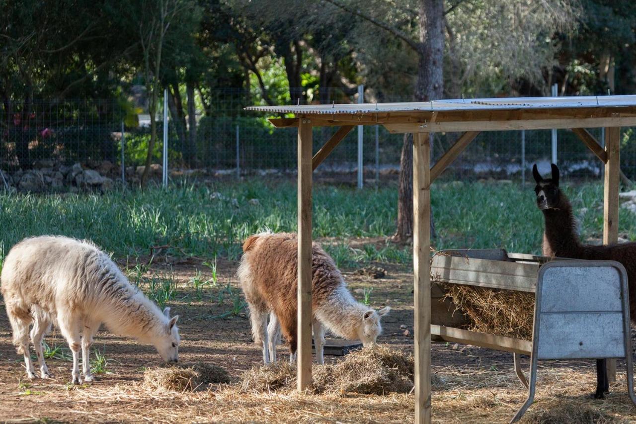 Llamas * Pollensa