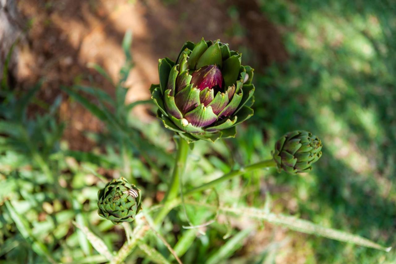 Finca Hort Des Xilindro Villa