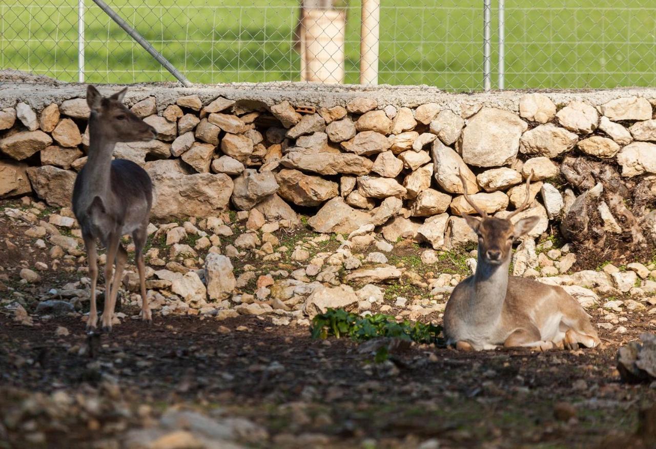 Llamas Villa Pollensa
