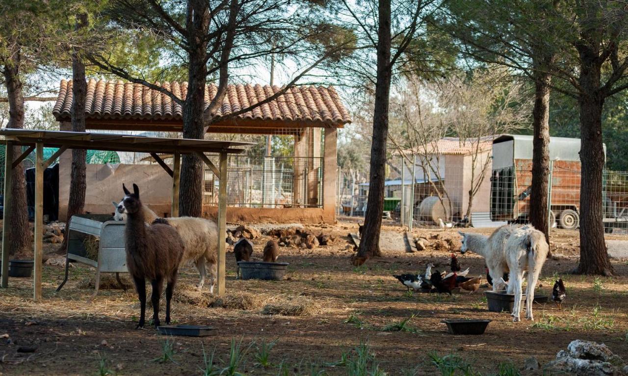 Villa Llamas Pollensa
