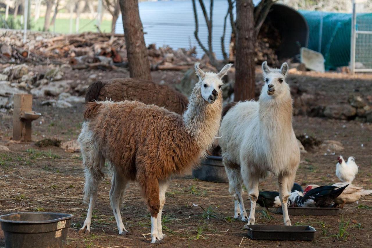 Llamas Villa Pollensa