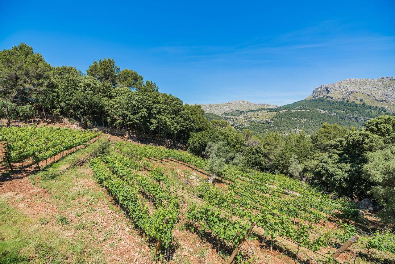 Picassa * Pollensa