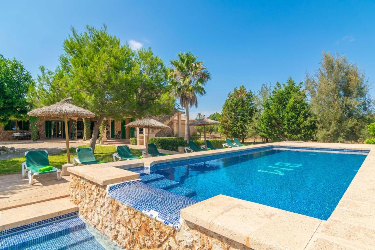 Girasoles Villa Campos (Mallorca)