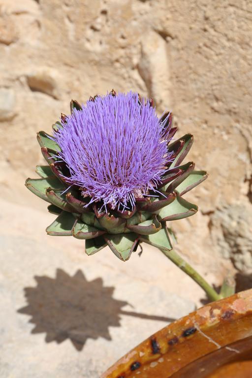 Oliver Moragues Grandhouse & Vineyard Country house Algaida (Mallorca)