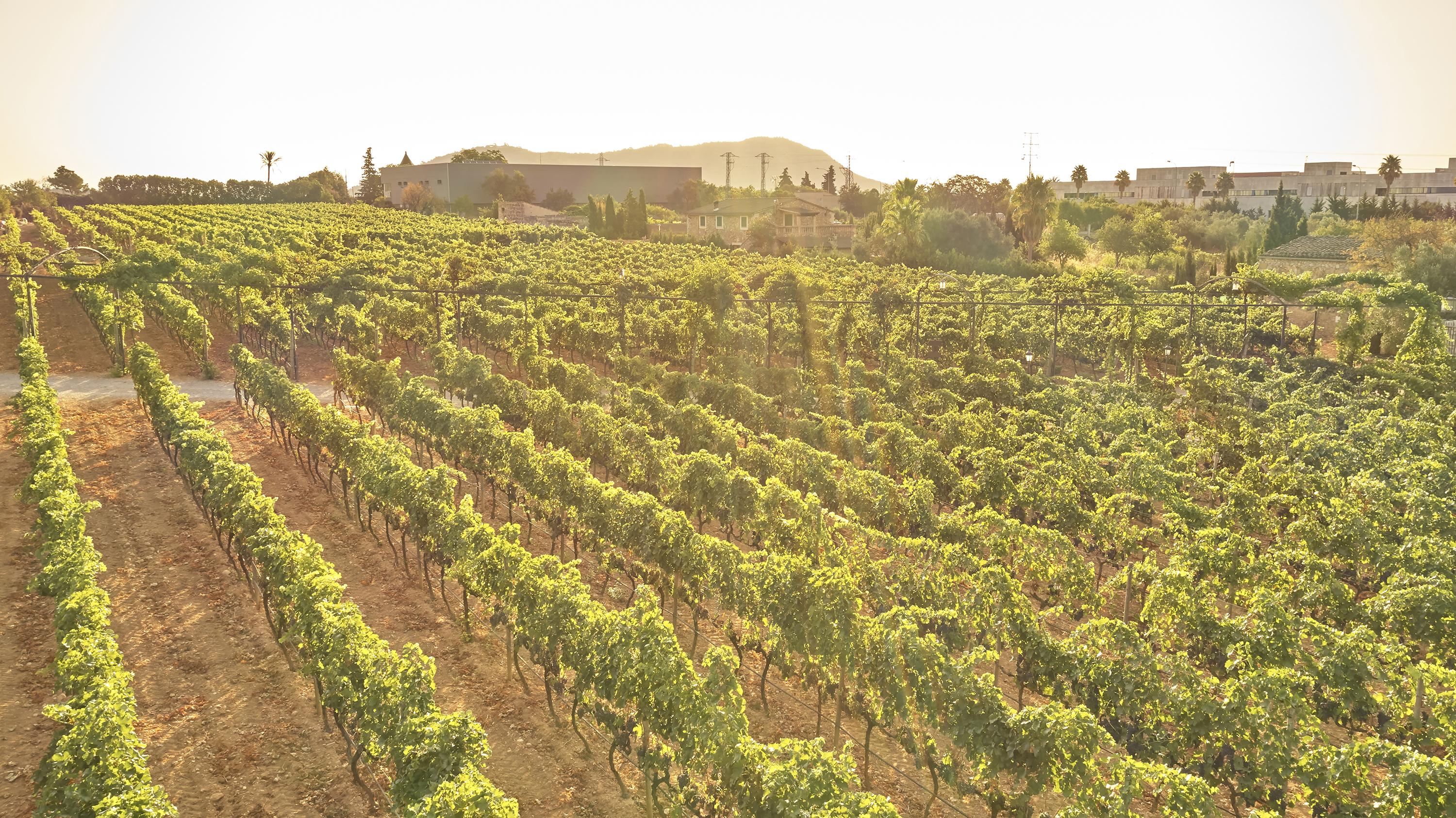 Sa Vinya Des Convent Agroturismo Inca (Mallorca)